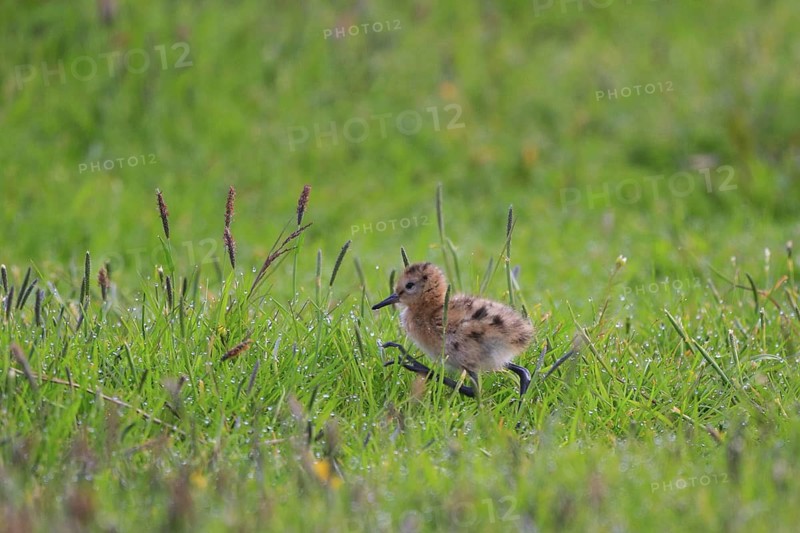 Black-tailed Godwit (Limosa limosa) juvenile, Netherlands