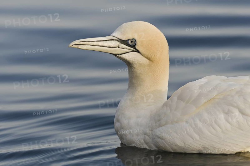 Northern Gannet (Morus bassanus), Quebec, Canada