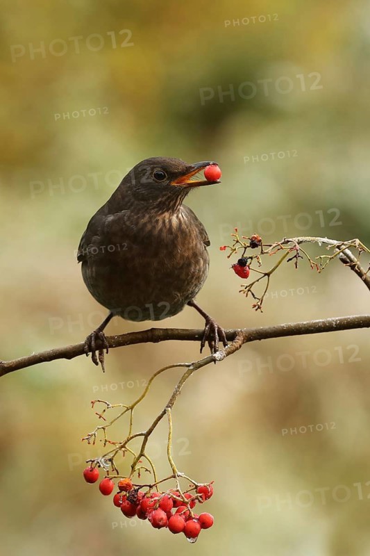 Common Blackbird (Turdus merula) female feeding on European Mountain Ash (Sorbus aucuparia) berries, Lower Saxony, Germany