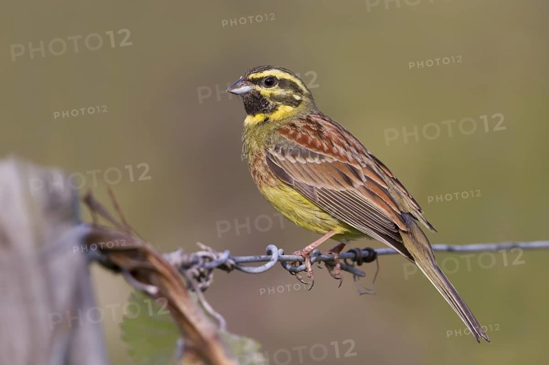 Cirl Bunting - Zaunammer - Emberiza cirlus, Germany, adult male