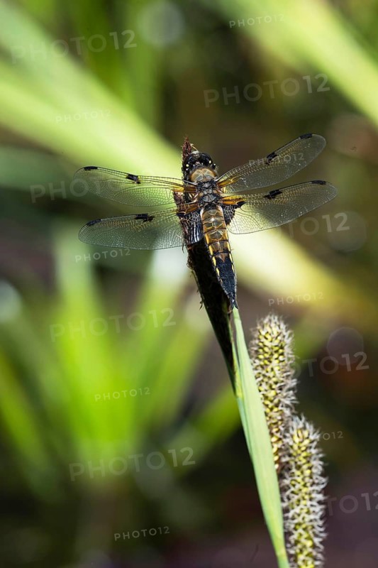 Four-spotted dragonfly (Libellula quadrimaculata) on the perch, North Rhine-Westphalia, Germany