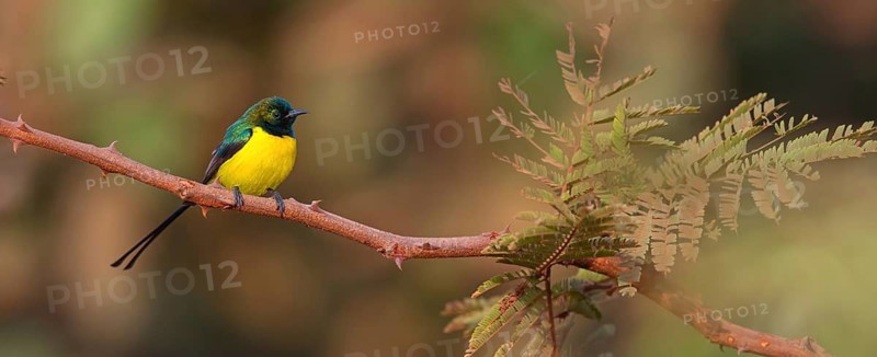 Green-breasted Sunbird, Green-throated Sunbird, Hedydipna platura, Anthodiaeta platura, (Anthreptes platurus), Pygmy Sunbird, Suimanga pigmeo, Tendaba camp / Kwinella area, Kwinella, South Bank, Gambia