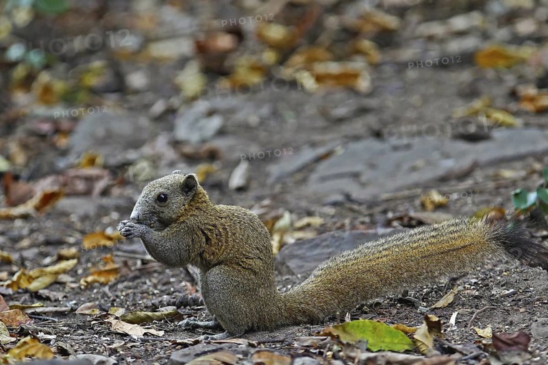Graubauchhörnchen (Callosciurus caniceps) im Regenwald am Waldboden fressend, Kaeng Krachan Nationalpark, Thailand