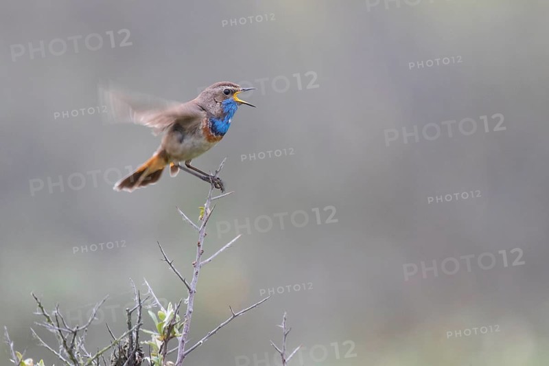 Bluethroat (Luscinia svecica cyanecula) male singing, Texel, Netherlands
