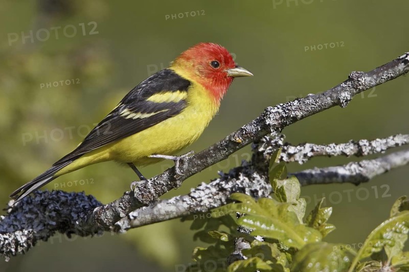 Western Tanager (Piranga ludoviciana) male, British Columbia, Canada