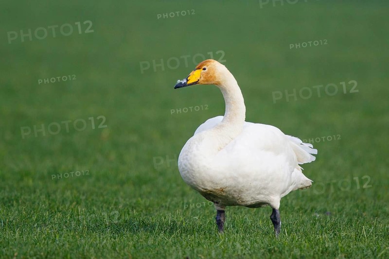 Whooper Swan (Cygnus cygnus), North Rhine-Westphalia, Germany