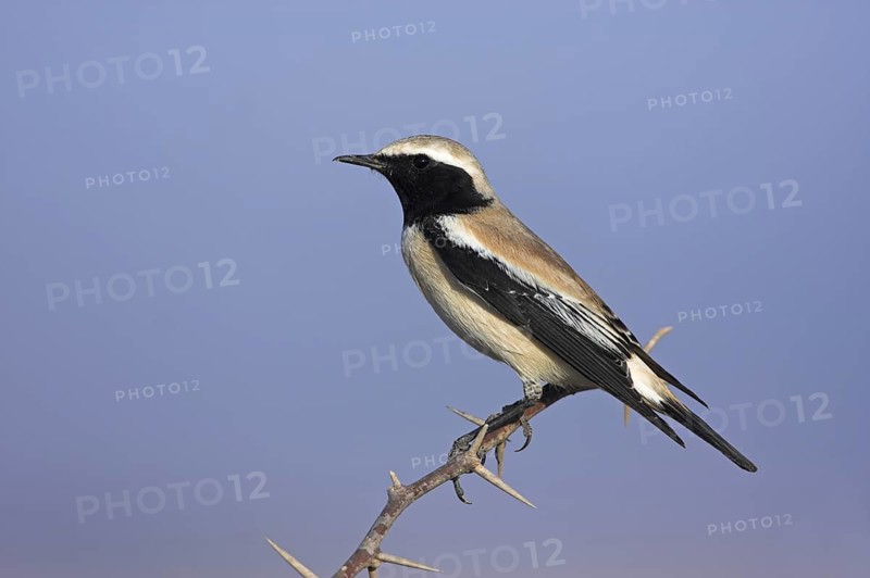 Desert Wheatear (Oenanthe deserti), Morocco