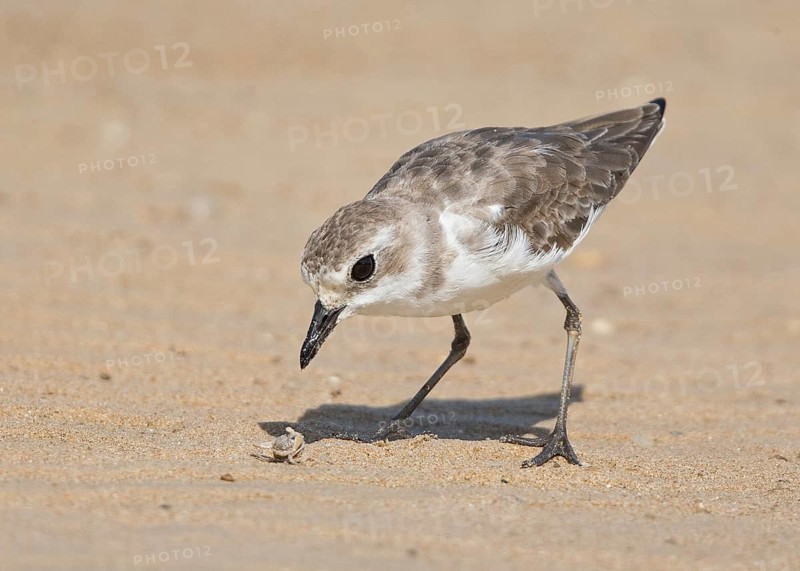 Lesser Sand Plover (Charadrius mongolus) eating crab, Thailand