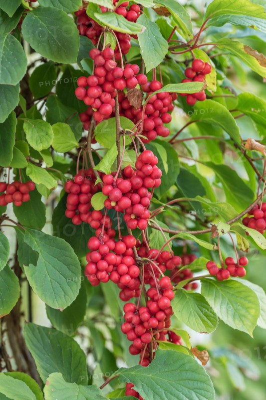 Schisandra chinensis 'Sadova No 1', An den Dorfwiesen 9, Germany