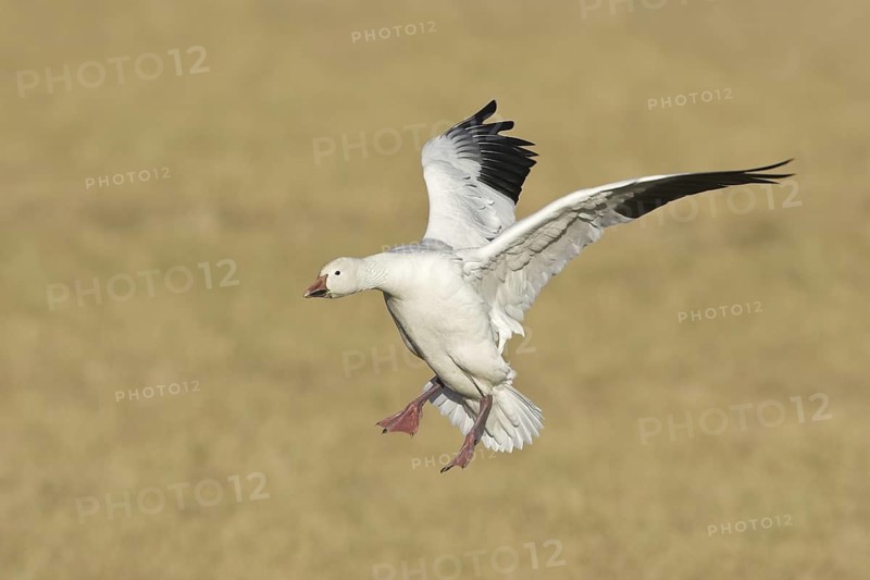 Snow Goose (Anser caerulescens), New Mexico, USA