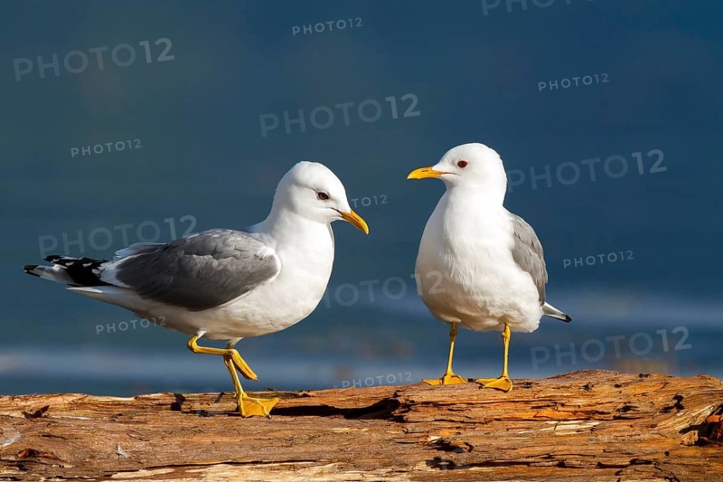 Mew Gull (Larus canus), British Columbia, Canada