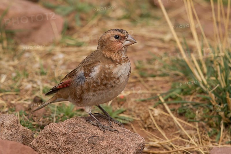 Eurasian Crimson-winged Finch (Rhodopechys sanguineus) male, Morocco