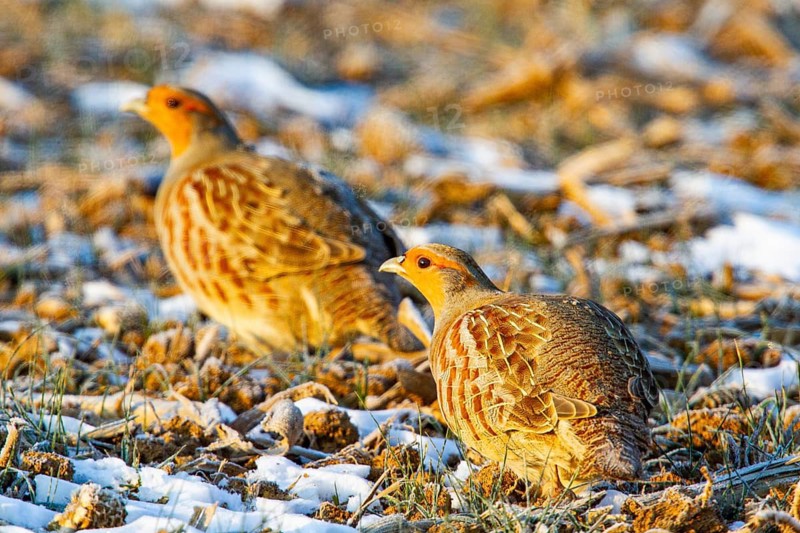 Grey partridge (Perdix perdix) Germany