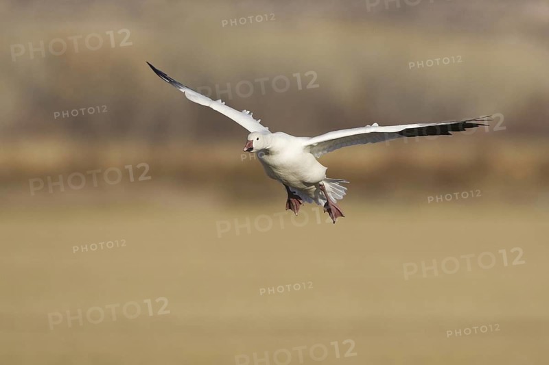 Snow Goose (Anser caerulescens), New Mexico, USA