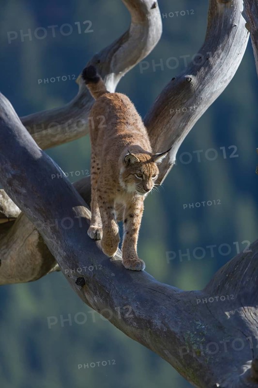 One Eurasian lynx, (Lynx lynx), walking over fallen dead tree with a distant forest in the background