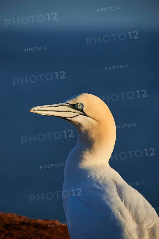 Northern gannet (Morus bassanus), portrait, close-up, at sunset, wildlife, Helgoland, Germany