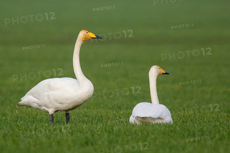 Whooper Swan (Cygnus cygnus), North Rhine-Westphalia, Germany