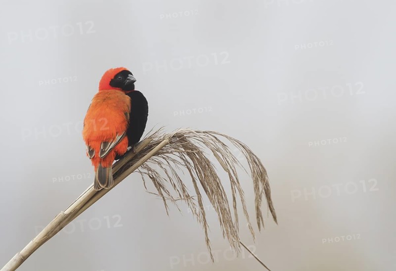 Southern Red Bishop (Euplectes orix) male, Western Cape, South Africa