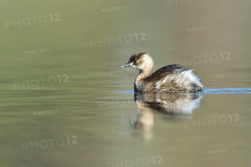 Little Grebe (Tachybaptus ruficollis), North Rhine-Westphalia, Germany