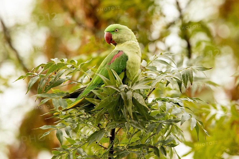 Alexandrine Parakeet (Psittacula eupatria) male perched on a branch, Hesse, Germany