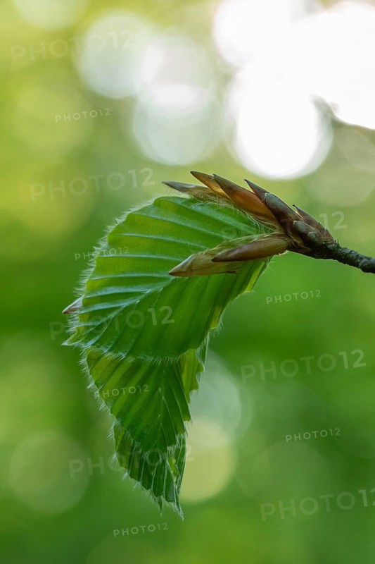 Delicate awakening - fresh beech leaves in the spring light. Beech leaves after new shoots in spring