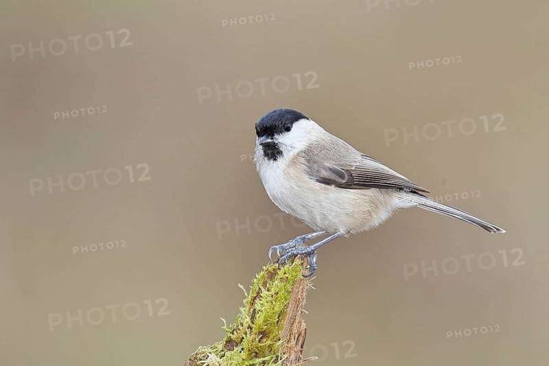 Marsh tit (Parus palustris) sitting on a tree root, Wilnsdorf, North Rhine-Westphalia, Germany