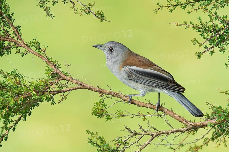 Grey Shrikethrush (Colluricincla harmonica), Victoria, Australia