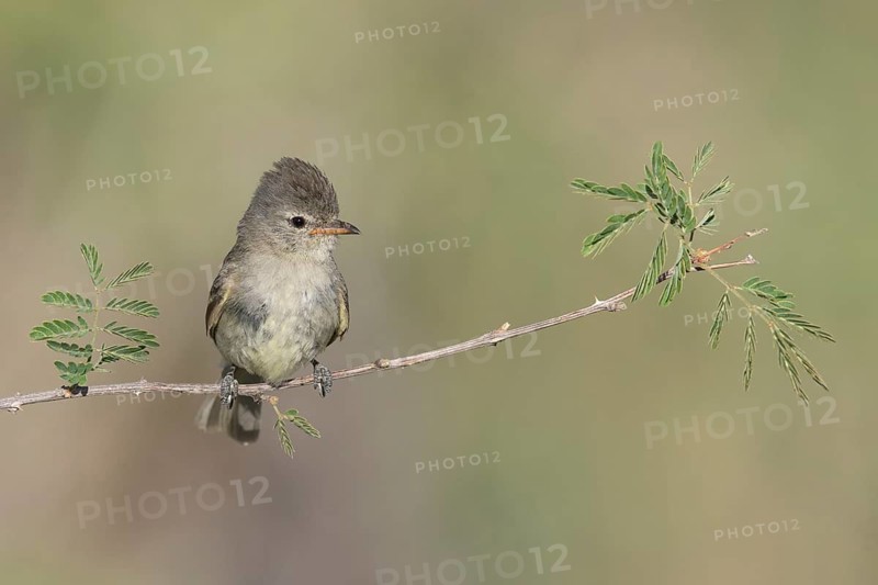 Northern Beardless Tyrannulet (Camptostoma imberbe) perched on a branch, Texas, USA