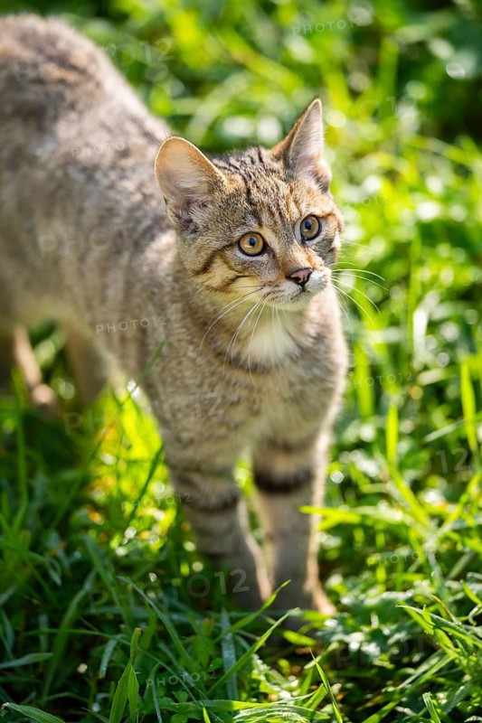European wildcat (Felis silvestris silvestris) on a meadow, Hesse, Germany