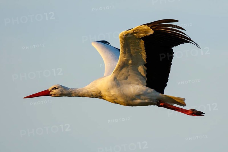 White Stork (Ciconia ciconia) flying, North Rhine-Westphalia, Germany