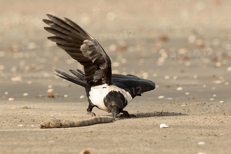 Pied Crow (Corvus albus) with snake eel, Gambia