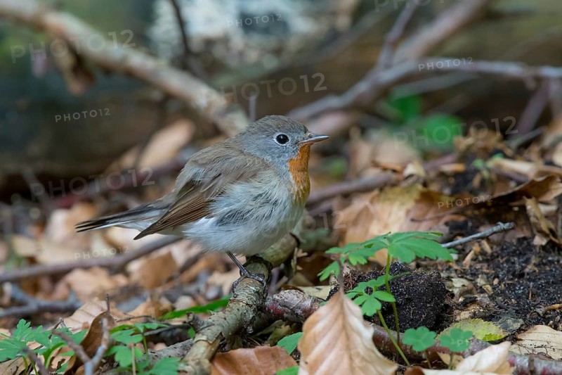 Red-breasted Flycatcher (Ficedula parva) male perched on the ground, Mecklenburg-Western Pomerania, Germany
