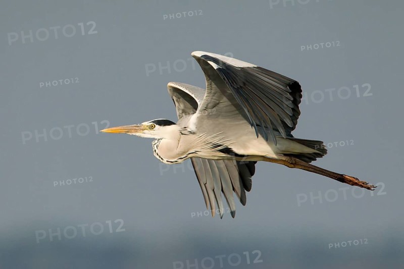 Grey Heron (Ardea cinerea) flying, Bueng Boraphet, Thailand
