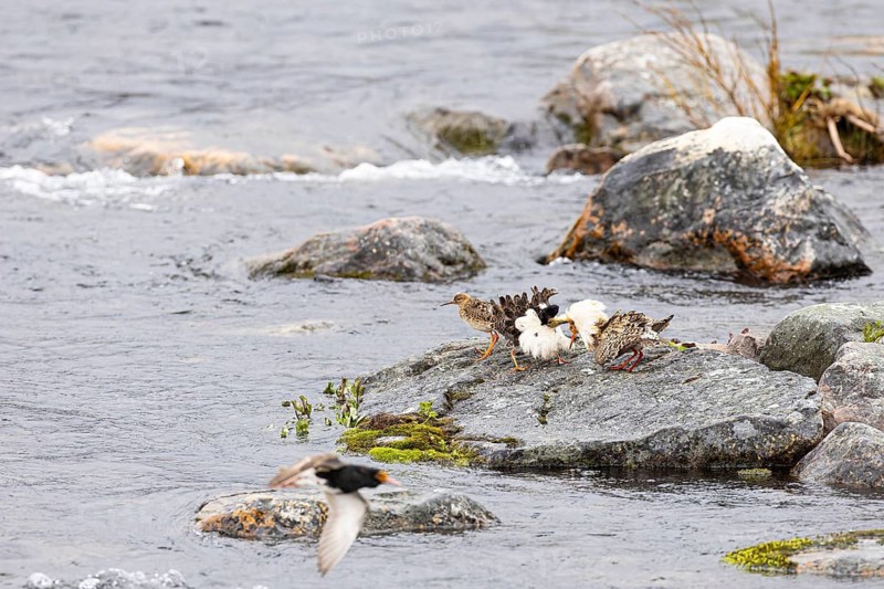 Ruff (Calidris pugnax), two males courting a female on a stone slab in the river, Varanger, Finnmark, Norway