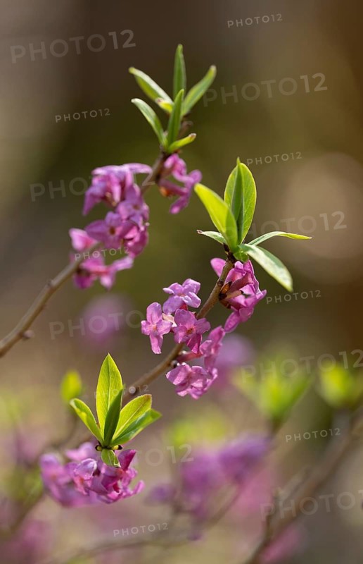 Daphne mezereum, flowering, flowers, leaves and shoots, shallow depth of field, Thuringia, Germany