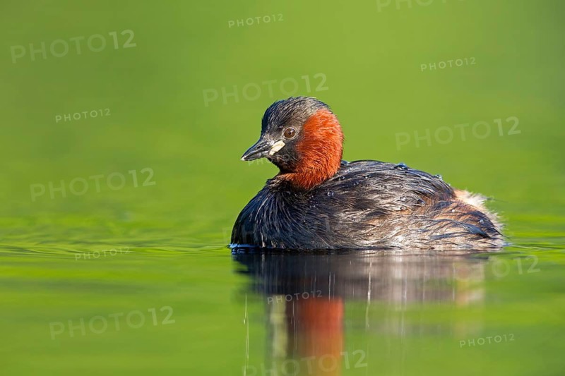Little grebe, (Tachybaptus ruficollis), Podiceps ruficollis, animals, birds, grebe family, swimming in the water, Rosensteinpark, Stuttgart, Baden-Württemberg, Federal Republic of Germany