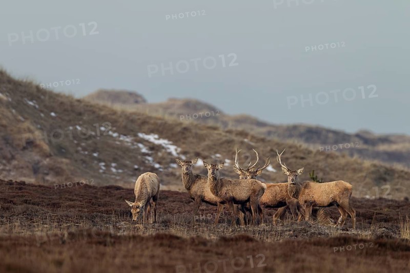 In this photo, all phases of antler shedding can be clearly seen, some of the red deer (Cervus elaphus) are still wearing both antlers, some have already lost one and others are completely missing the headdress, shedding time, antler shedding, dune landscape, April, Denmark