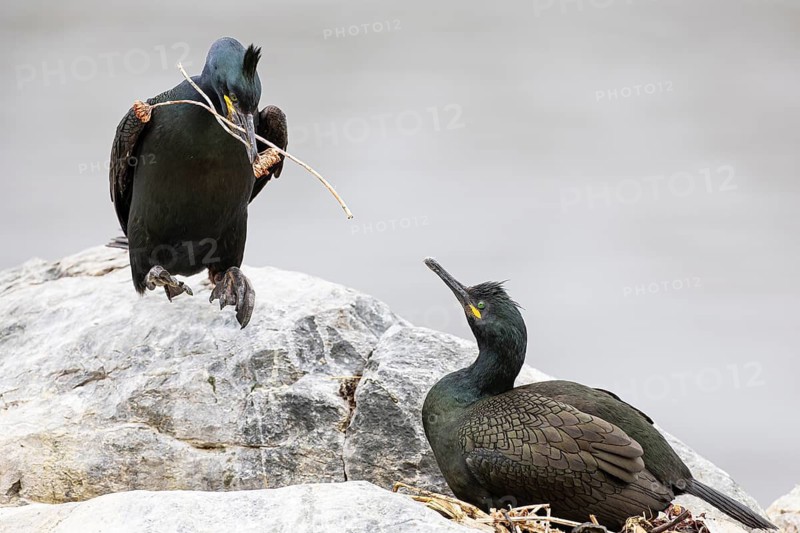 Cormorant (Gulosus aristotelis), breeding pair building a nest, Hornøya Island, Vardø, Varanger, Finnmark, Norway