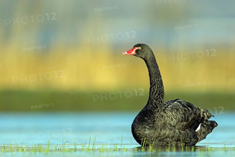 Black swan (Cygnus atratus), swims, waters, biotope, habitat, foraging, swan family, Der Spieß nature reserve, Rheindürkheim, Rhineland-Palatinate, Germany