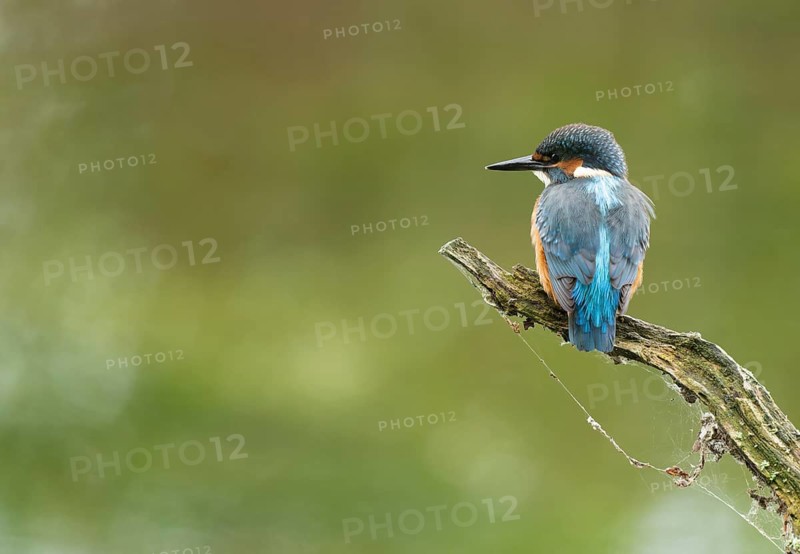 Kingfisher (Alcedo atthis) sitting on an old branch, perch and looking for prey, Lower Saxony, Germany