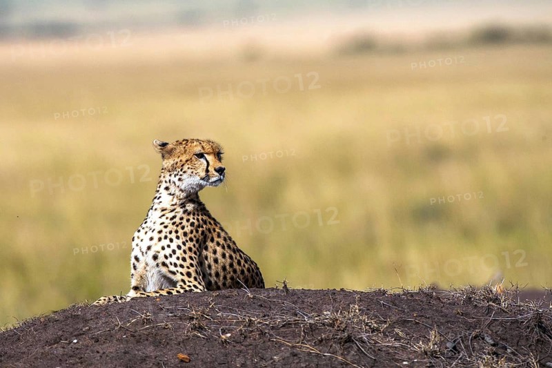 Cheetah (Acinonyx jubatus), Masai Mara National Park, Kenya