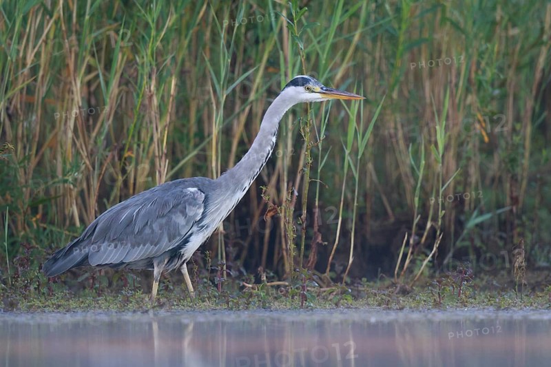 Grey Heron (Ardea cinerea) foraging, North Rhine-Westphalia, Germany
