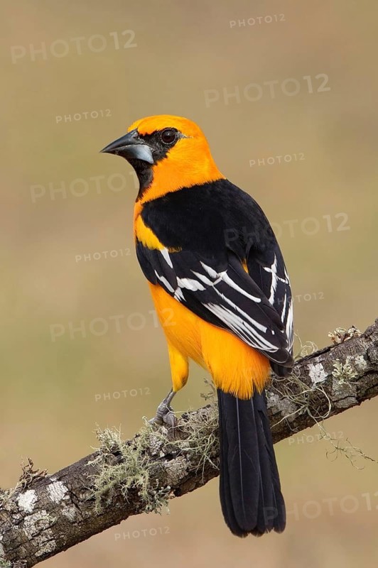 Altamira Oriole (Icterus gularis), Texas, USA