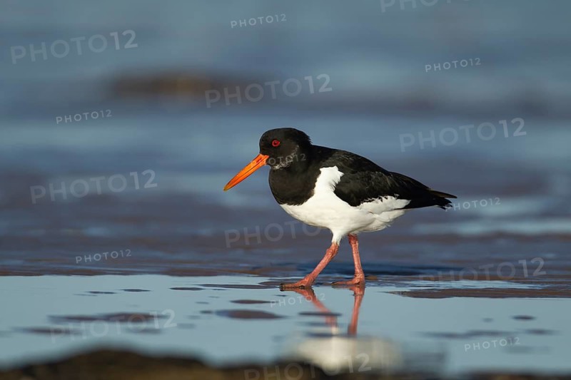 Eurasian oystercatcher (Haematopus ostralegus) adult wading bird on a beach, Norfolk, England, United Kingdom