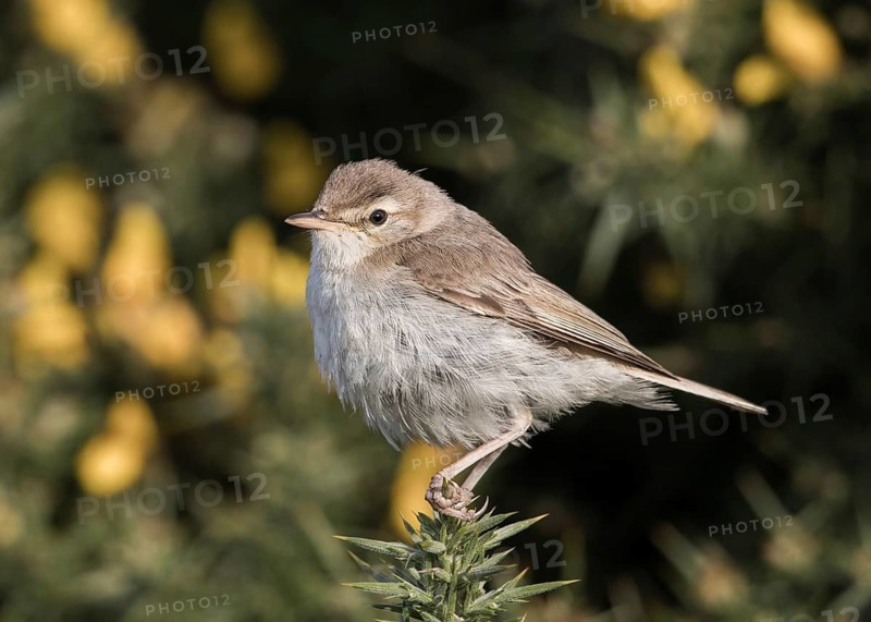 Booted Warbler (Iduna caligata) perched on a branch, Wales, United Kingdom