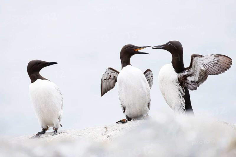 Guillemot (Uria aalge), two quarrelling birds on a cliff top, a third bird watches, Hornøya Island, Vardø, Varanger, Finnmark, Norway