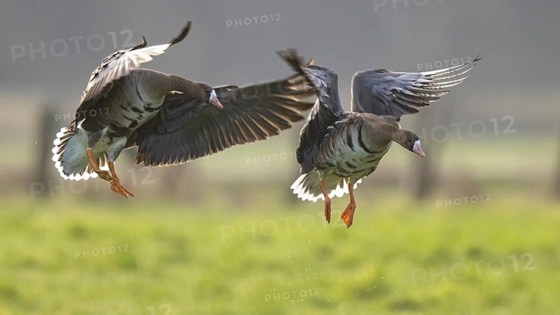 Greater White-fronted Goose (Anser albifrons) landing, North Rhine-Westphalia, Germany