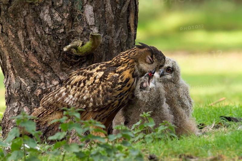 Eurasian Eagle-Owl (Bubo bubo) female feeds chicks, Utrecht, Netherlands