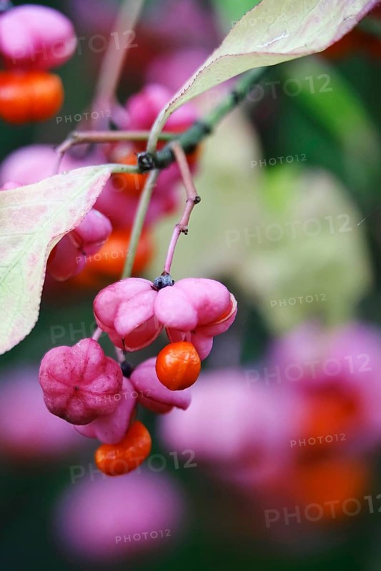 European spindle (Euonymus europaeus), October, Germany