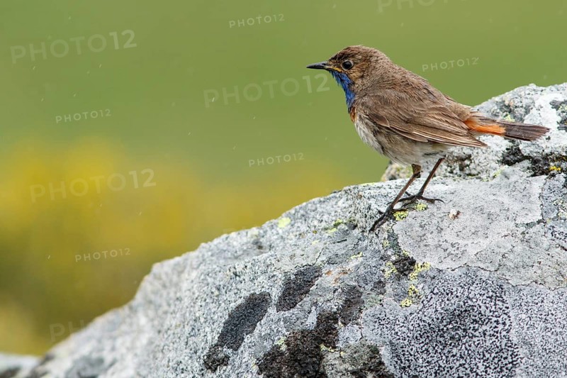 Bluethroat (Luscinia svecica), perched, Castile and Leon, Spain